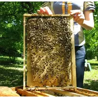 Высококачественные пчелопакеты УС и Карпатка 2021 Доставка