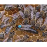 Бджоломатки (пчеломатки) карпатка, карпатской породы 2021