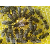 Пчеломатки-Матки Степная украинская порода - Хмельницкий тип 2020 Плодная в Наличии